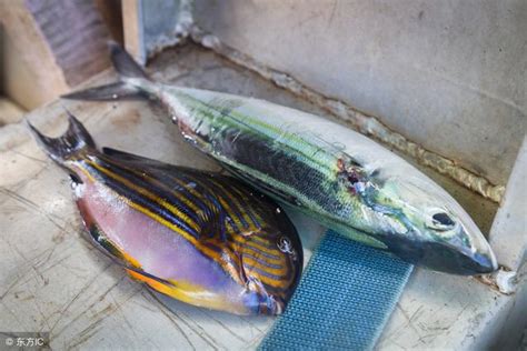 魚死了怎麼處理|死了魚怎麼處理遺體，魚死了怎麼辦